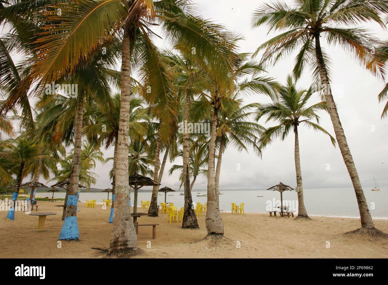 santa cruz cabralia, bahia / brasile - 13 dicembre 2010: Alberi di cocco sono visti sulla spiaggia di Coroa Vermelha nella città di Santa Cruz Cabralia, nel sud Foto Stock