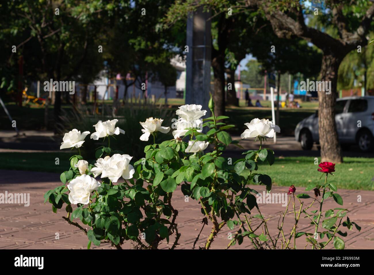 Rose bianche in un parco cittadino in una giornata di sole. Foto Stock