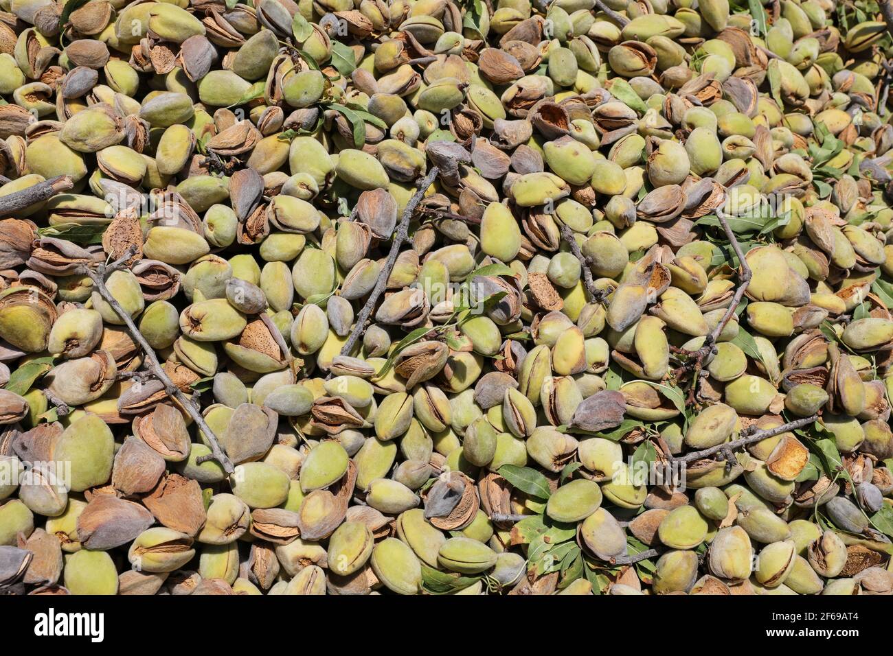 Mandorle fresche raccolte secche con guscio. Immagine di sfondo. Foto Stock