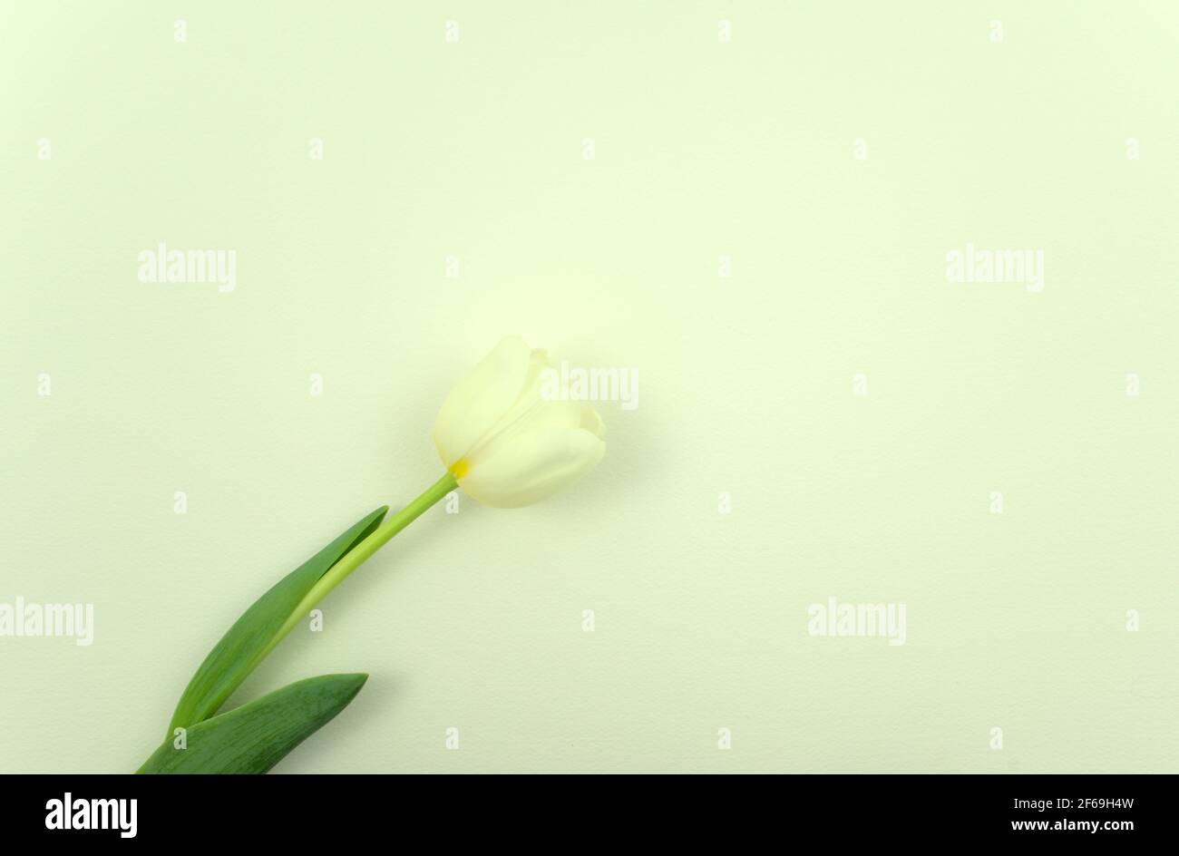 Tulipano bianco fresco fiore piatto su grigio chiaro, bianco carta texture astratta sfondo. Vista dall'alto, orizzontale, stile immagine minimo. Spazio libero. Foto Stock