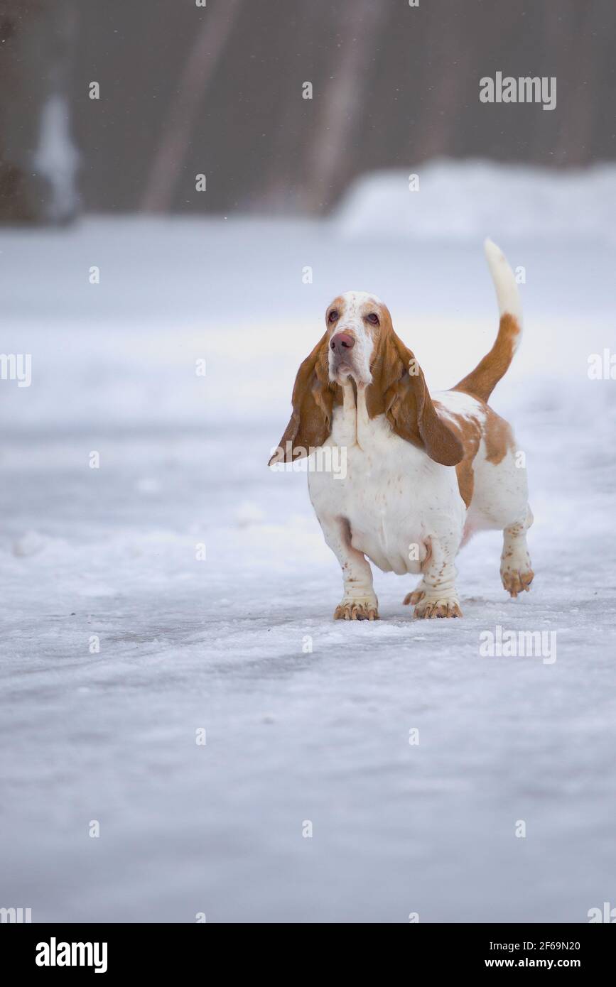 Il mio bhound asset in inverno. Sparo in inverno Foto Stock