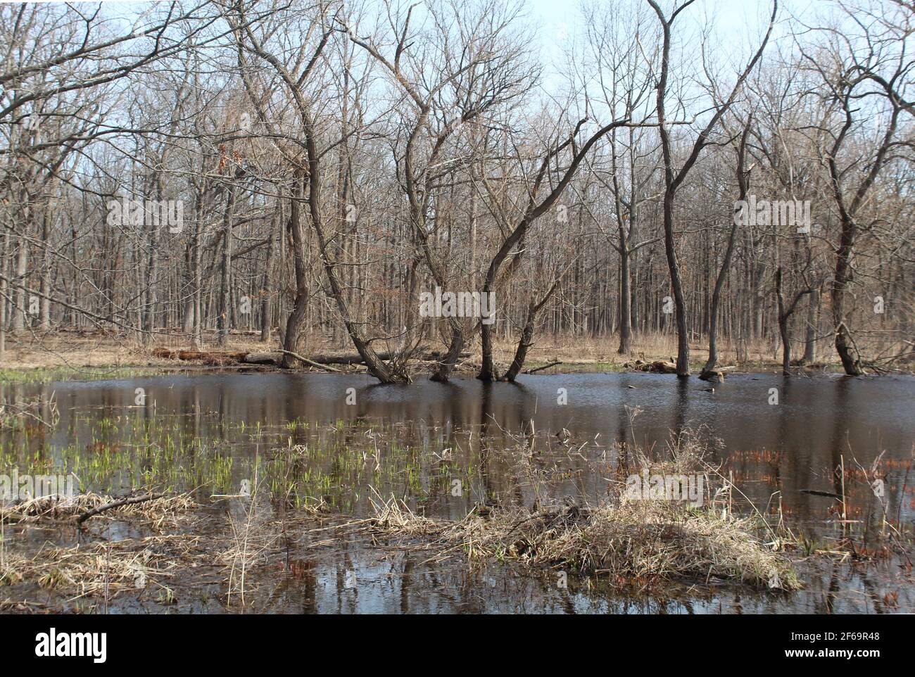 Effimero stagno a Somme Woods con germogli verdi in acqua a Northbrook, Illinois in primavera in un giorno limpido Foto Stock