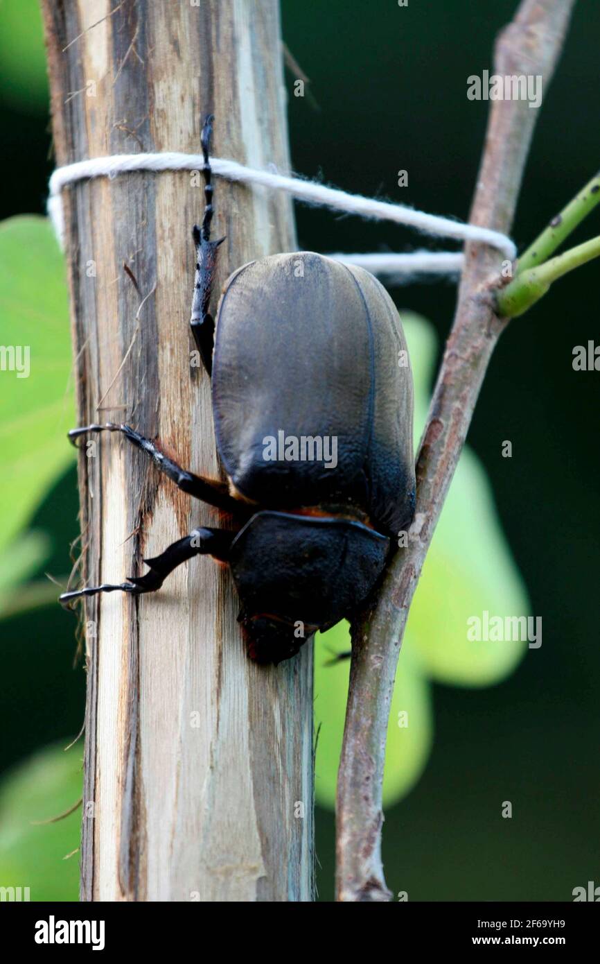 salvador, bahia / brasile - 16 maggio 2008: Gigante scarabeo è visto nella città di Salvador. *** Local Caption *** . Foto Stock