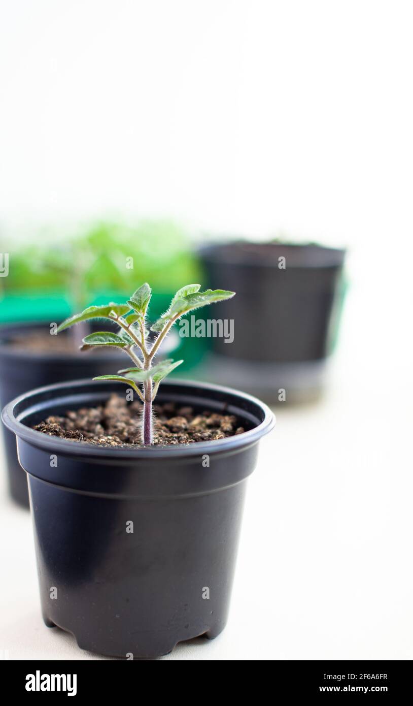 Primo piano di piantine di foglie sottili verdi di una pianta di pomodoro in un contenitore che cresce all'interno del terreno in primavera. Piantine sul davanzale Foto Stock