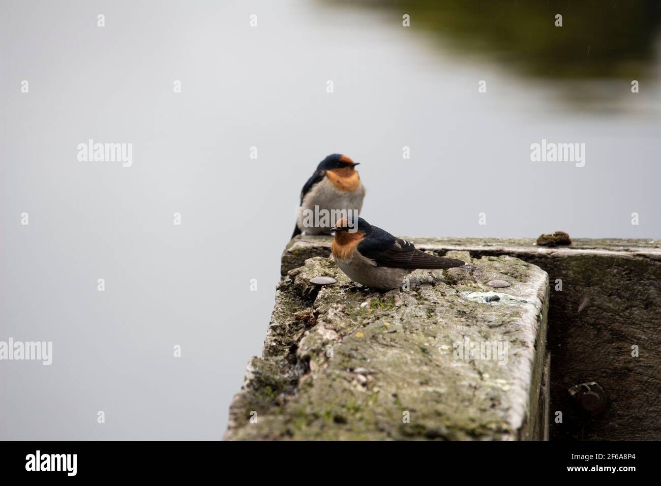 Uccelli sul molo presso il lago Daylesford Foto Stock
