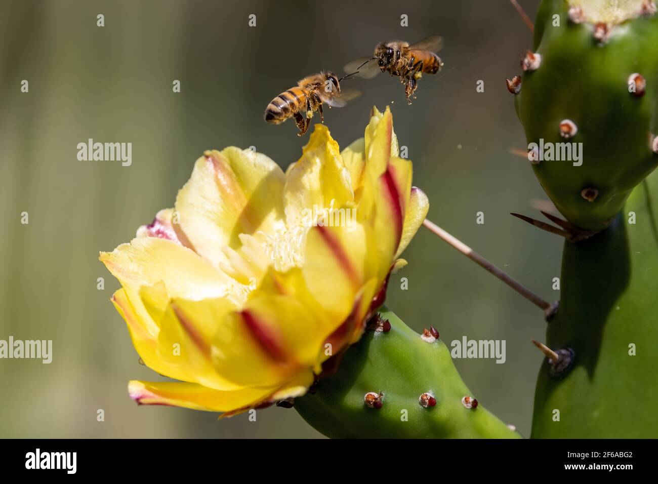 Miele api raccolta nettare e polline su fiore di cactus Foto Stock