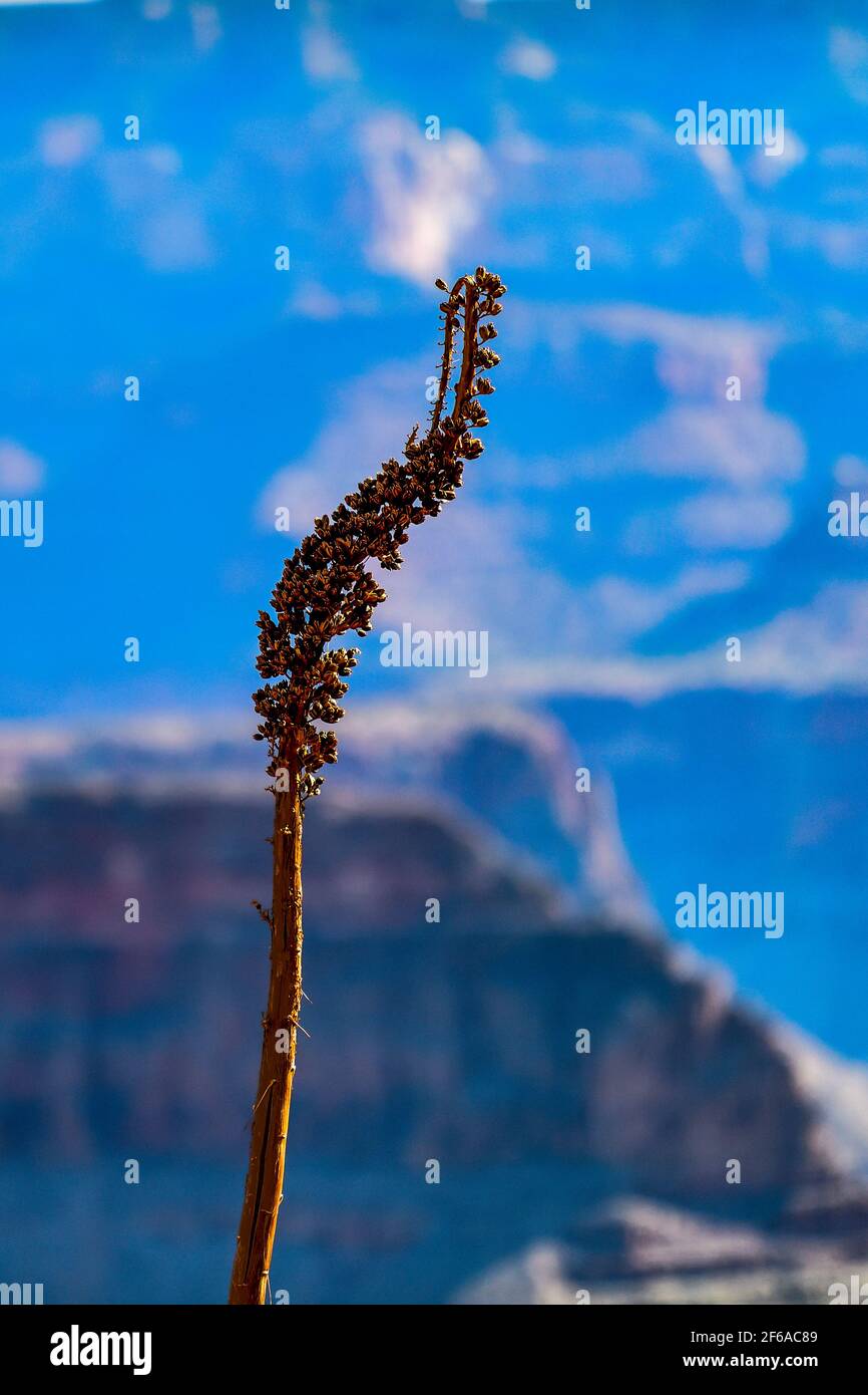 Un tronco di cactus secco nel Grand Canyon Foto Stock