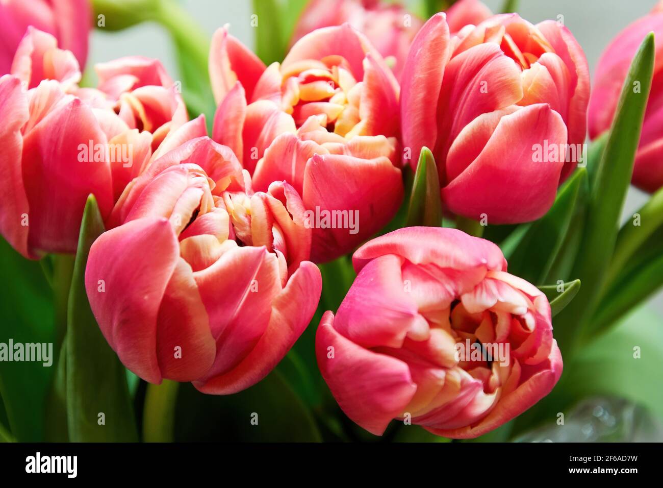 Mazzo di tulipani rosa freschi ed eleganti nel vaso di cristallo trasparente. Fiori e sfondi di erbe e sfondi. Donne e madri giorno sfondi Foto Stock