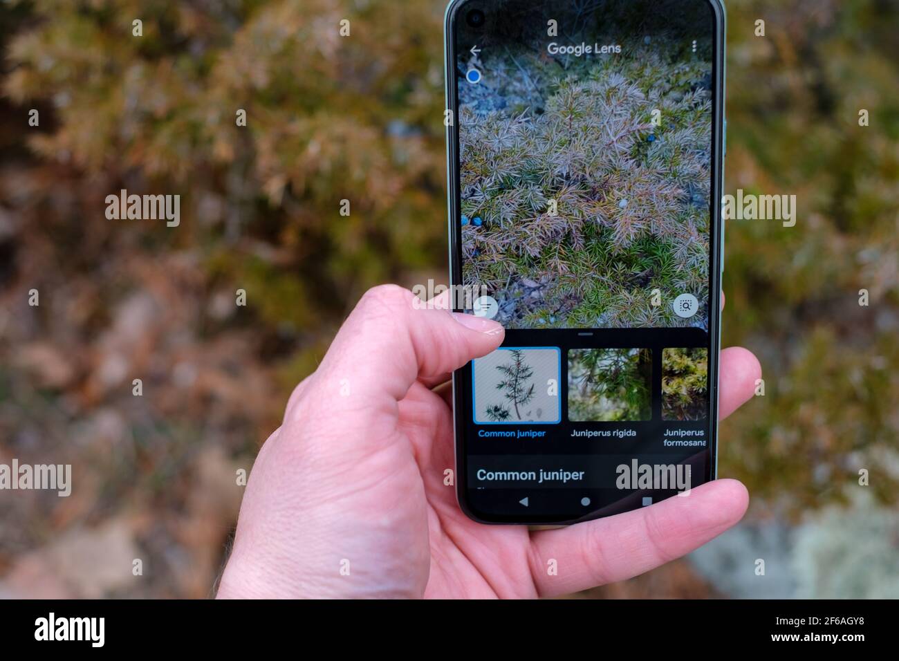 Ottawa, Ontario, Canada - 30 marzo 2021: Uno smartphone Google pixel è tenuto in su, mostrando i risultati della ricerca in Google Lens che identifica una pianta fotografata Foto Stock