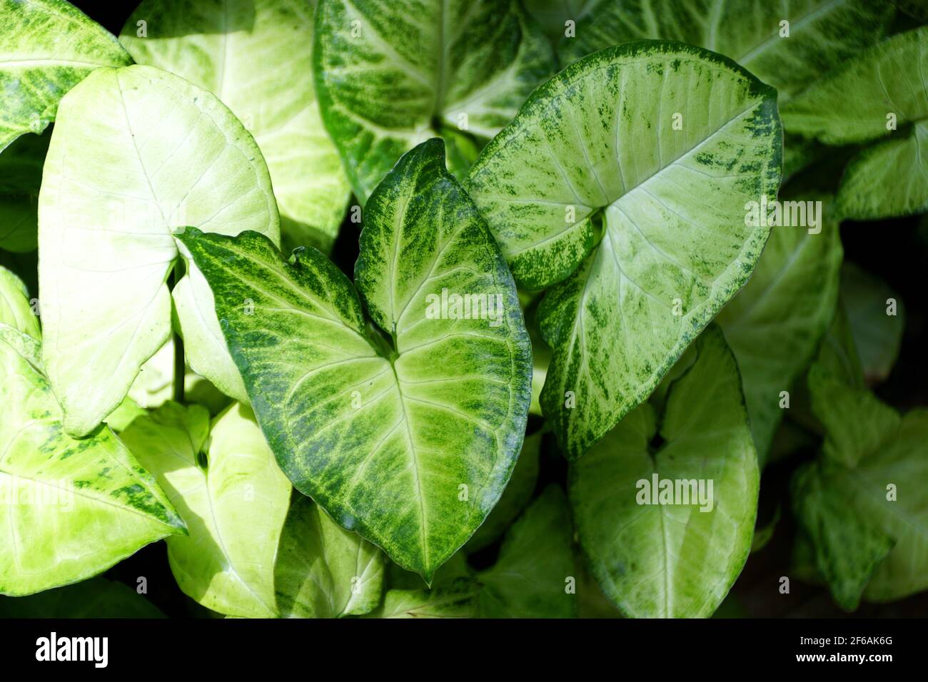 Bel fogliame di colore verde calce delle piante di Caladium Foto Stock