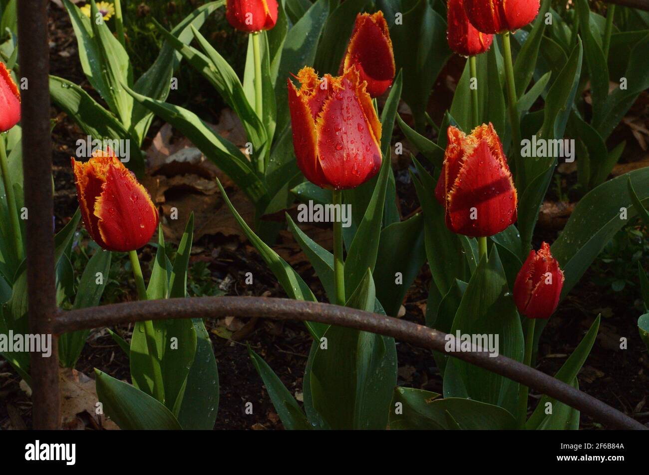 Tulipani rossi di fuoco con i relativi petali di punto fringed, aggiungendo romanticismo, interesse e bellezza con il rosso vivd ed il tocco di fiore giallo. Foto Stock