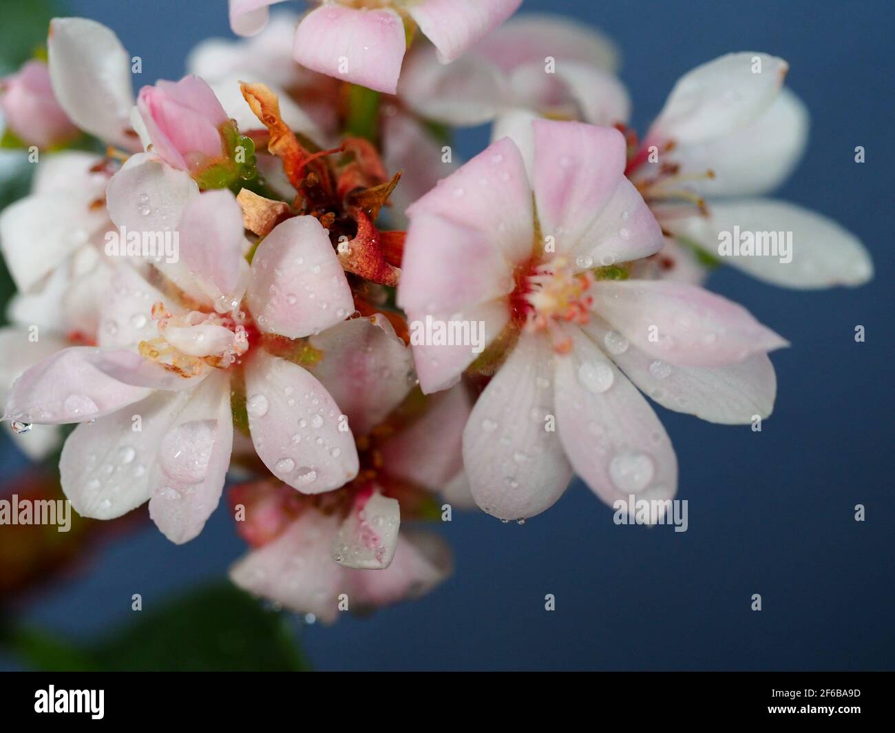 Fiore. Primo piano di piccoli fiori di Hawthorn indiano rosa pastello o di Rapopink ricoperti di goccioline d'acqua su un forte sfondo blu, giardino australiano Foto Stock