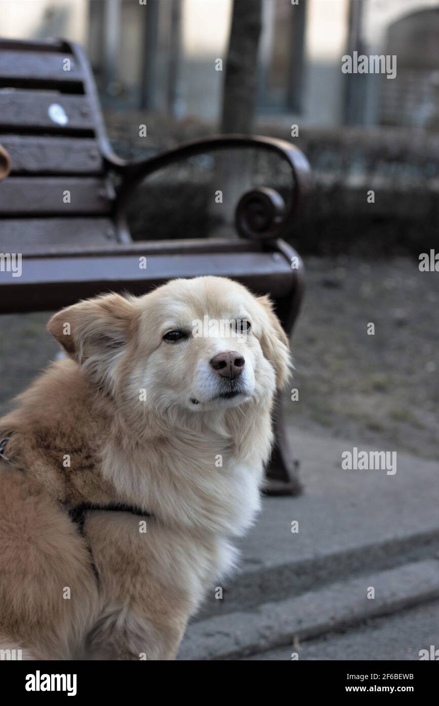 Ritratto di un cane anziano mestizo labrador per una passeggiata in un imbrago e guinzaglio nel parco. Messa a fuoco morbida. Sfondo sfocato Foto Stock