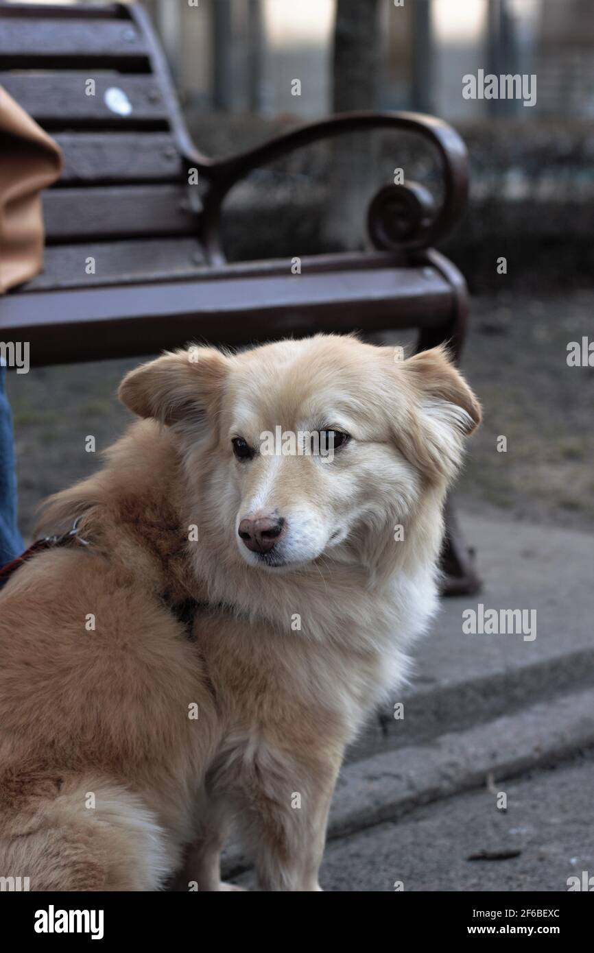 Ritratto di un cane anziano mestizo labrador per una passeggiata in un imbrago e guinzaglio nel parco. Messa a fuoco morbida. Sfondo sfocato Foto Stock