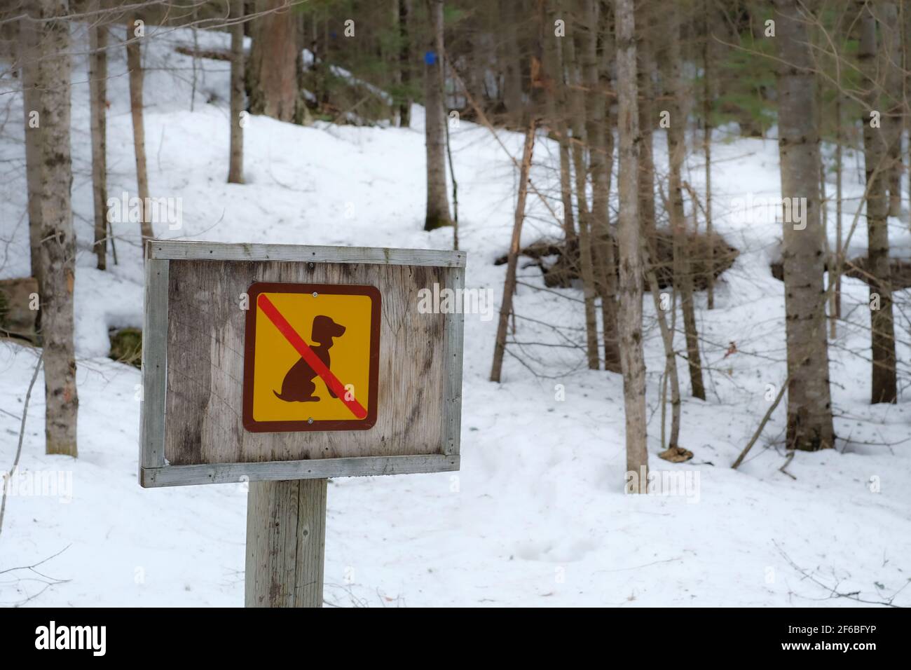 In inverno, in un sentiero escursionistico, viene postato un cartello che indica che non ci sono cani in un parco provinciale dell'Ontario. Il segno marrone e giallo mostra un'icona del cane con una silhouette con un rosso Foto Stock