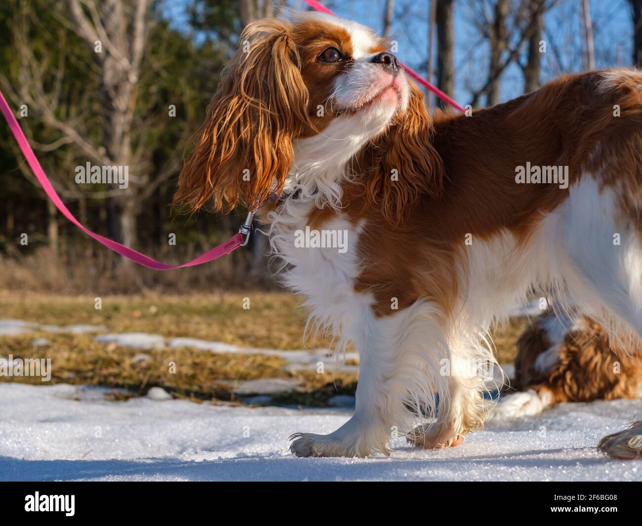 Un Cavalier re Charles Spaniel si erge all'esterno su un pezzetto di neve sotto la luce del sole. Il giovane cane è su un guinzaglio rosa e ha colorazione Blenheim. Foto Stock