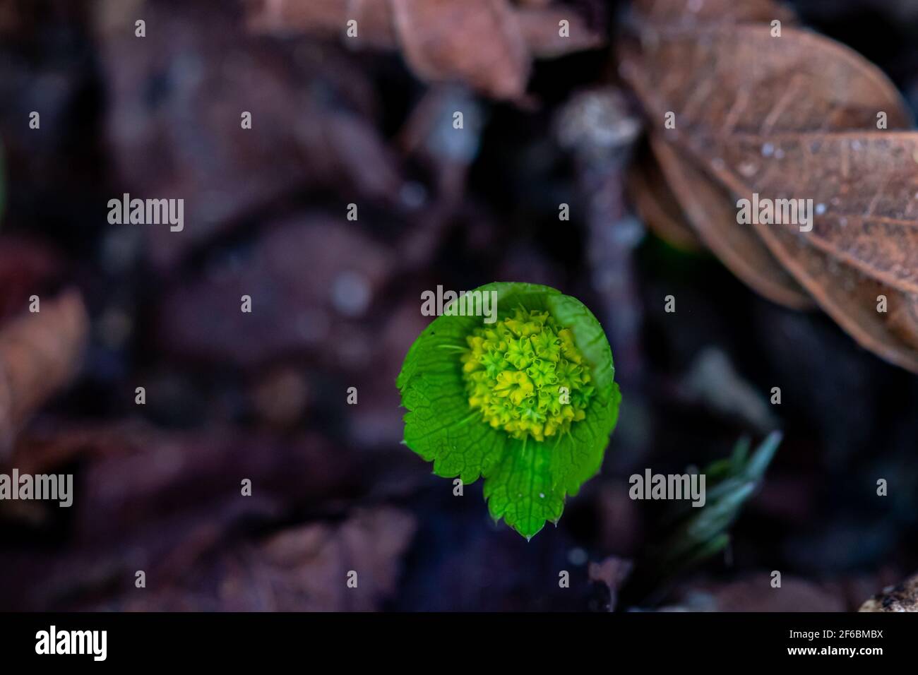 Hacquetia epipactis pianta che cresce in foresta, primo piano Foto Stock