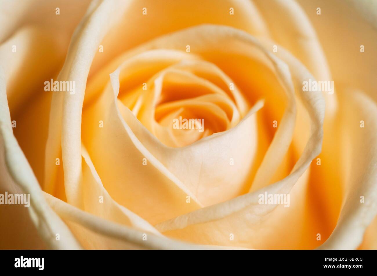 Rose frammento di fiori di ripresa macro di messa a fuoco locale Foto Stock