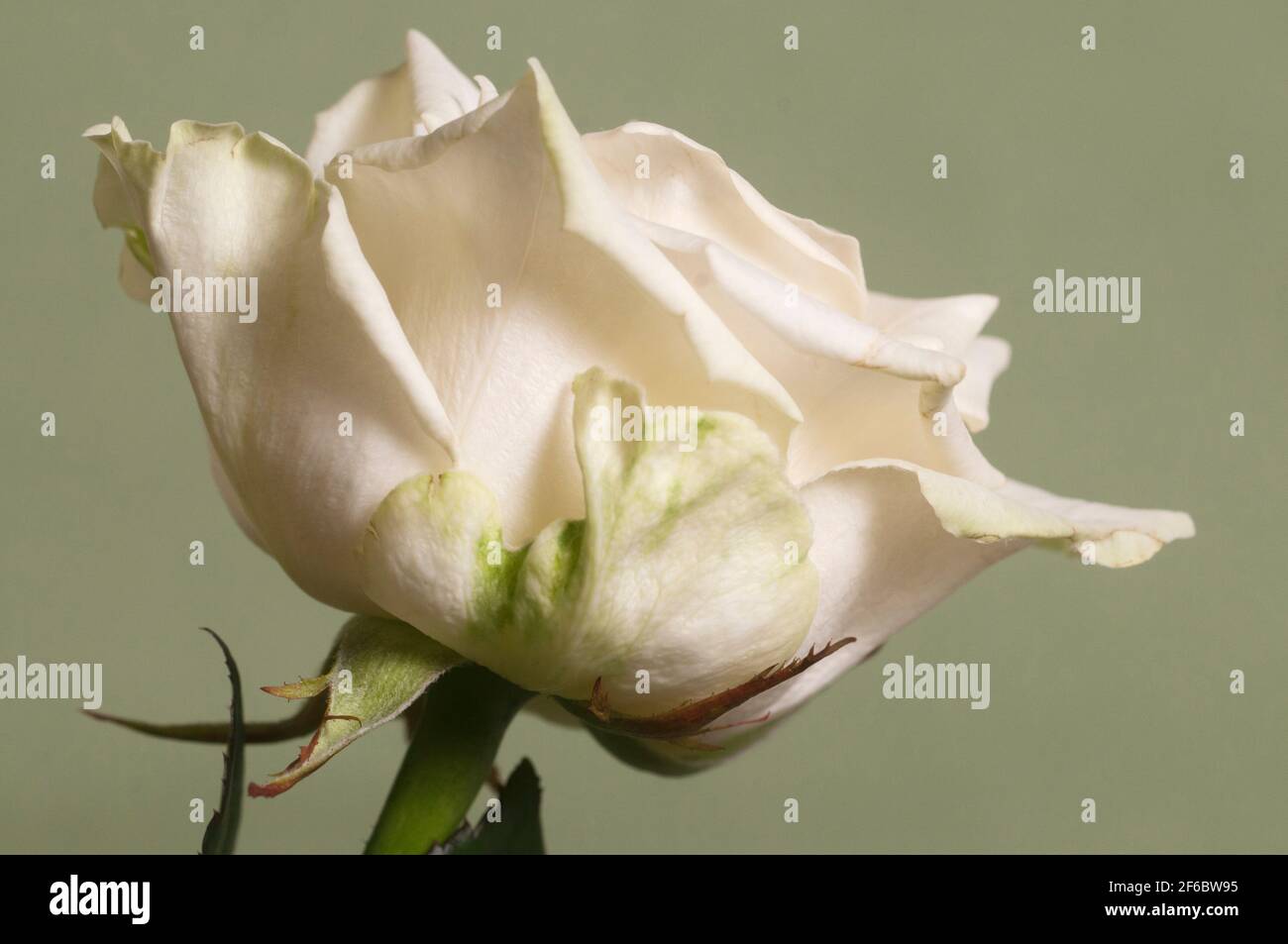 Rose frammento di fiori di ripresa macro di messa a fuoco locale Foto Stock