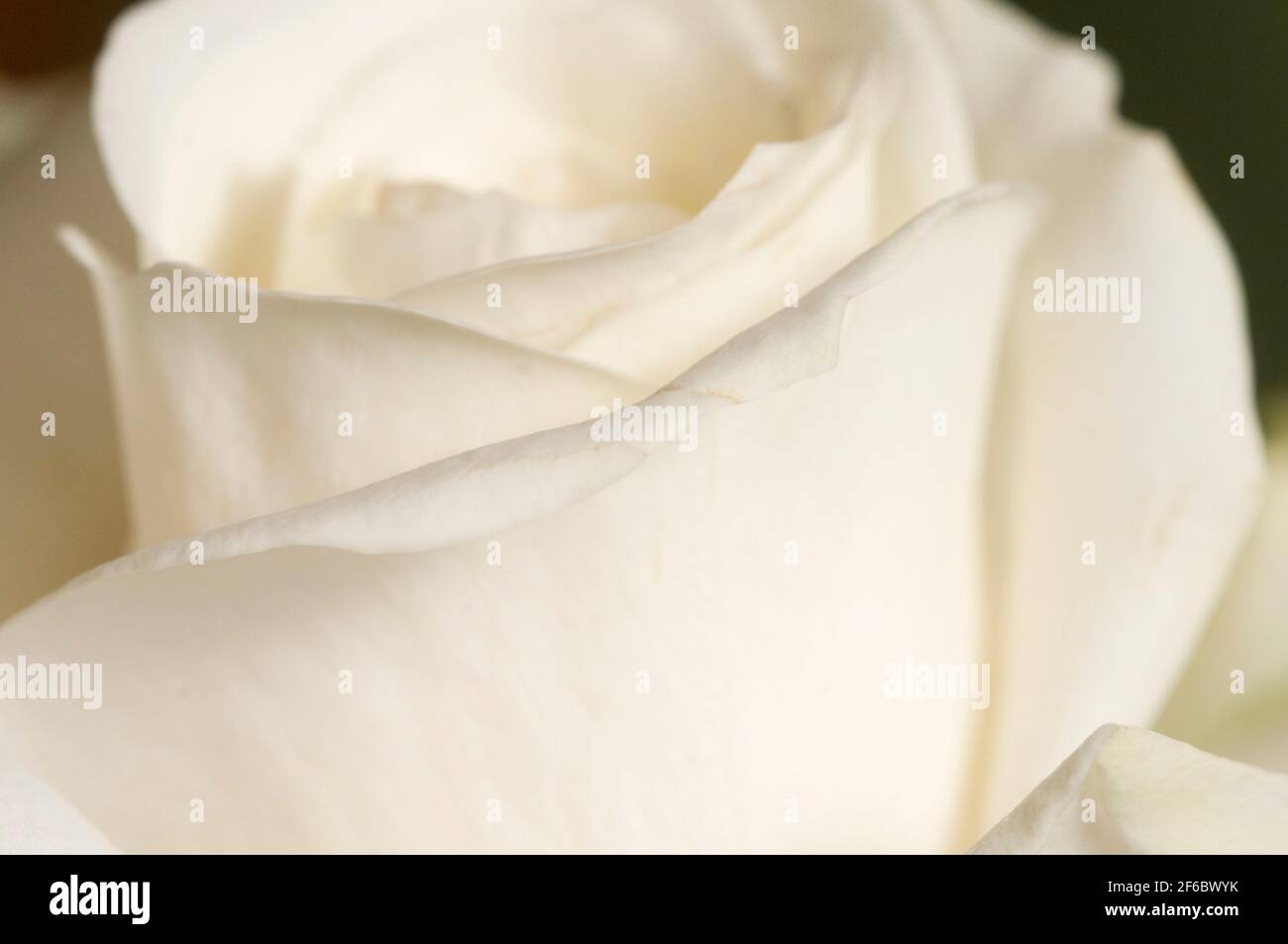 Rose frammento di fiori di ripresa macro di messa a fuoco locale Foto Stock