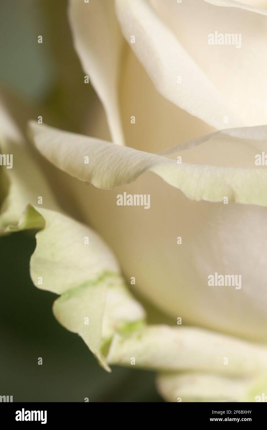 Rose frammento di fiori di ripresa macro di messa a fuoco locale Foto Stock