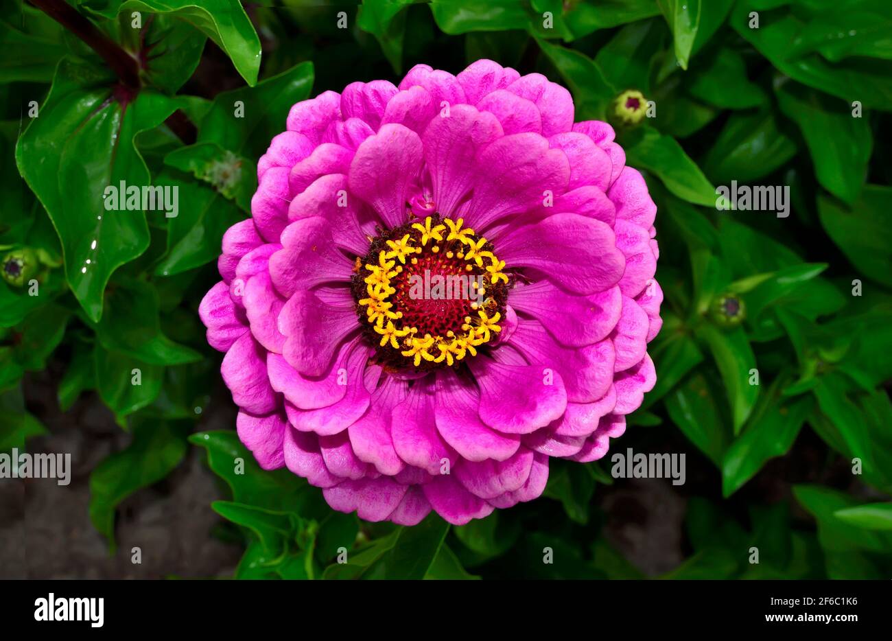 Porpora fiore di Zinnia in primo piano di rugiada di mattina, su sfondo di foglie verdi offuscate. Fiore viola di Zinnia in pieno fiore nel giardino estivo. Estate floreale Foto Stock