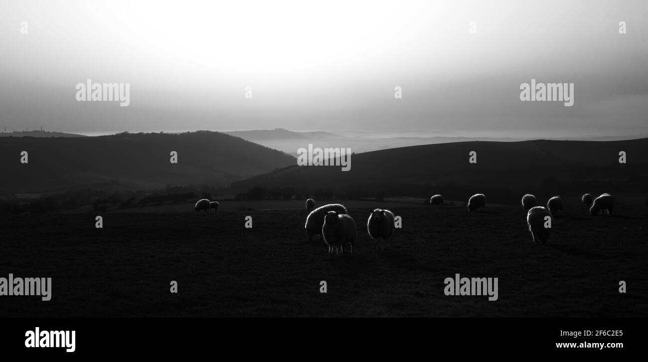 pecora in collina in silhouette Foto Stock