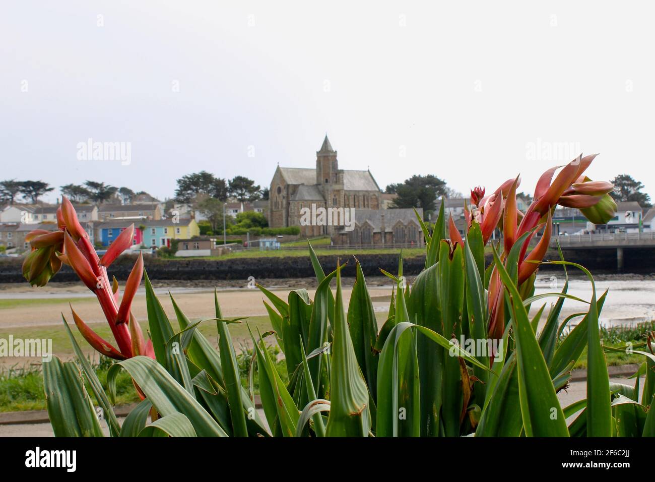 Rettigliano come fiori di Beschorneria septentrionalis in Marine Gardens, Hayle, Cornovaglia. La chiesa di St Elwyn è sullo sfondo il giorno luminoso di marzo. Foto Stock