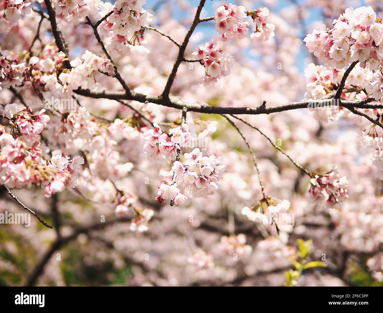 Gli alberi di ciliegio in piena fioritura Foto Stock