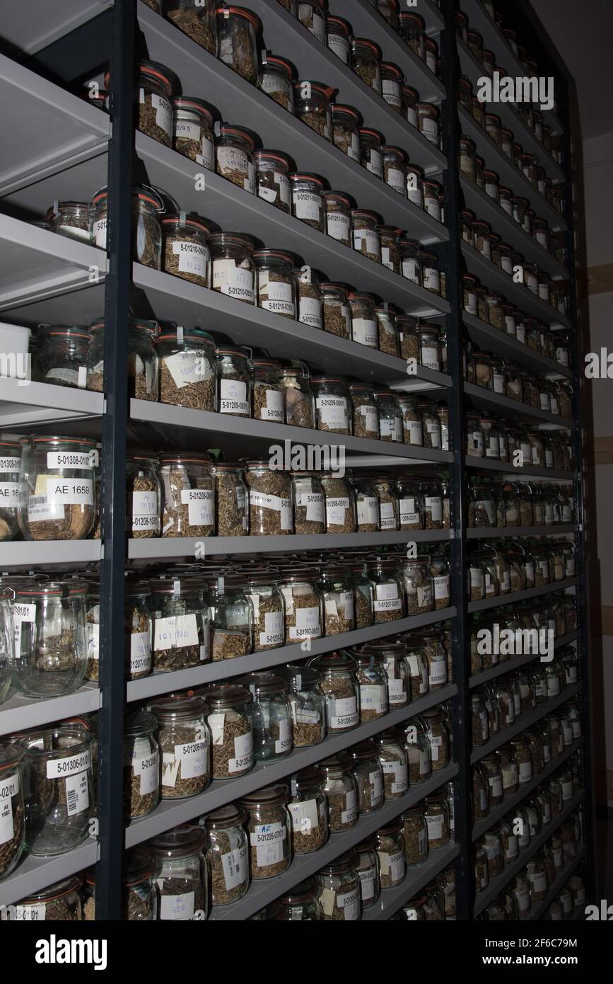 La stanza fredda dell'istituto di Leibniz di genetica di pianta e ricerca di pianta di raccolto in Gatersleben copre 28000 sonde di grano e 23000 sonde di orzo. In den Kühlräumen Foto Stock