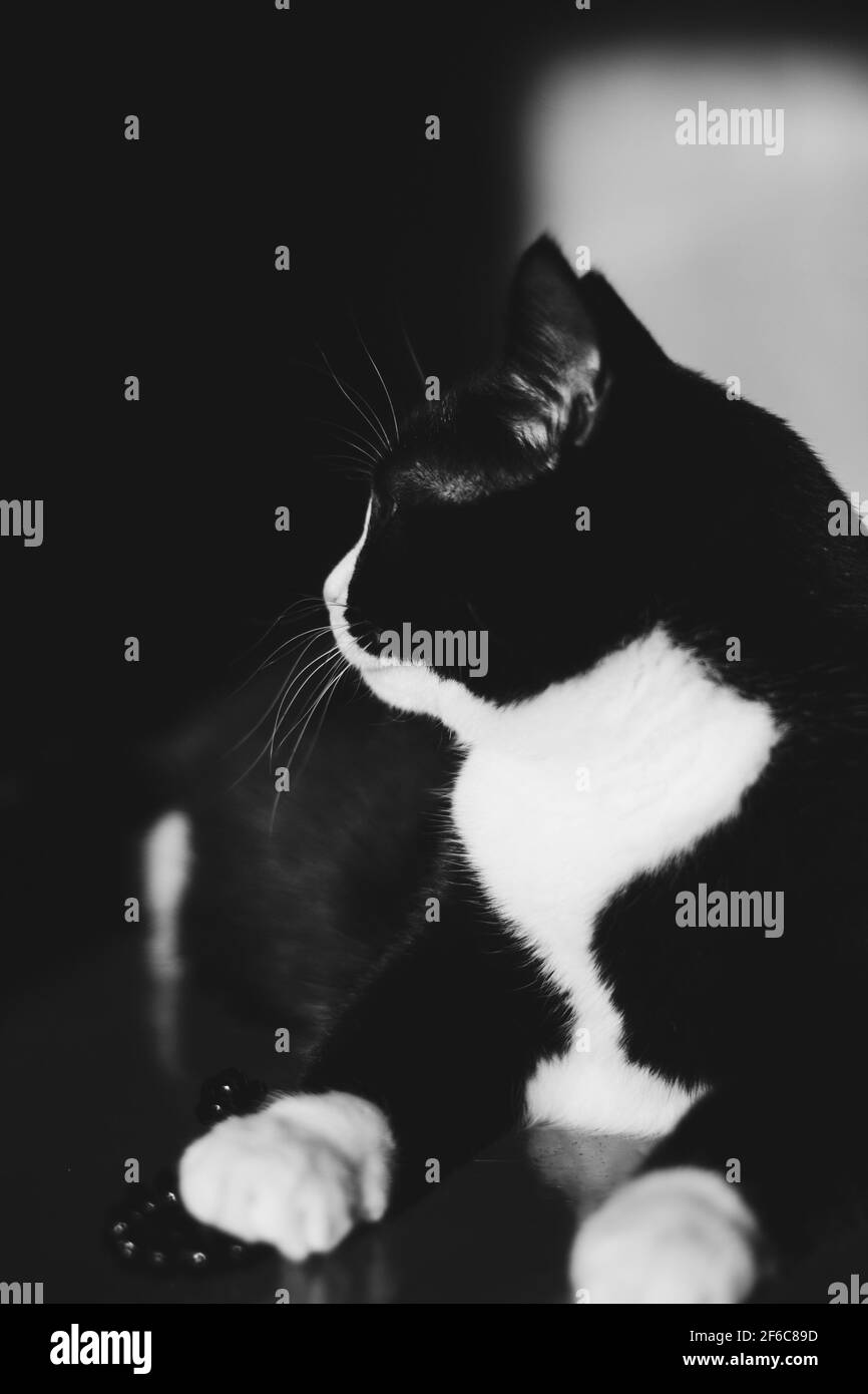 Bel ritratto di un gatto nero con collo bianco e zampe e giallo. Seduto in una stanza buia sul pavimento arancione nel sole di primavera splende Foto Stock