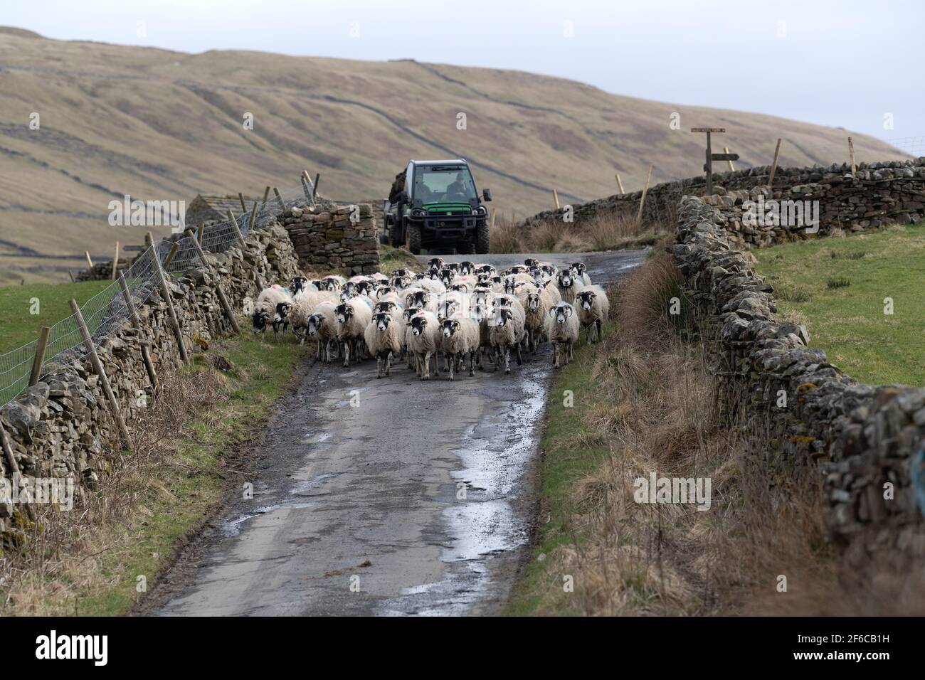 Allevatore che guida gregge di pecore lungo la stretta corsia di paese, in primavera, vicino Hawes, Wensleydale Foto Stock