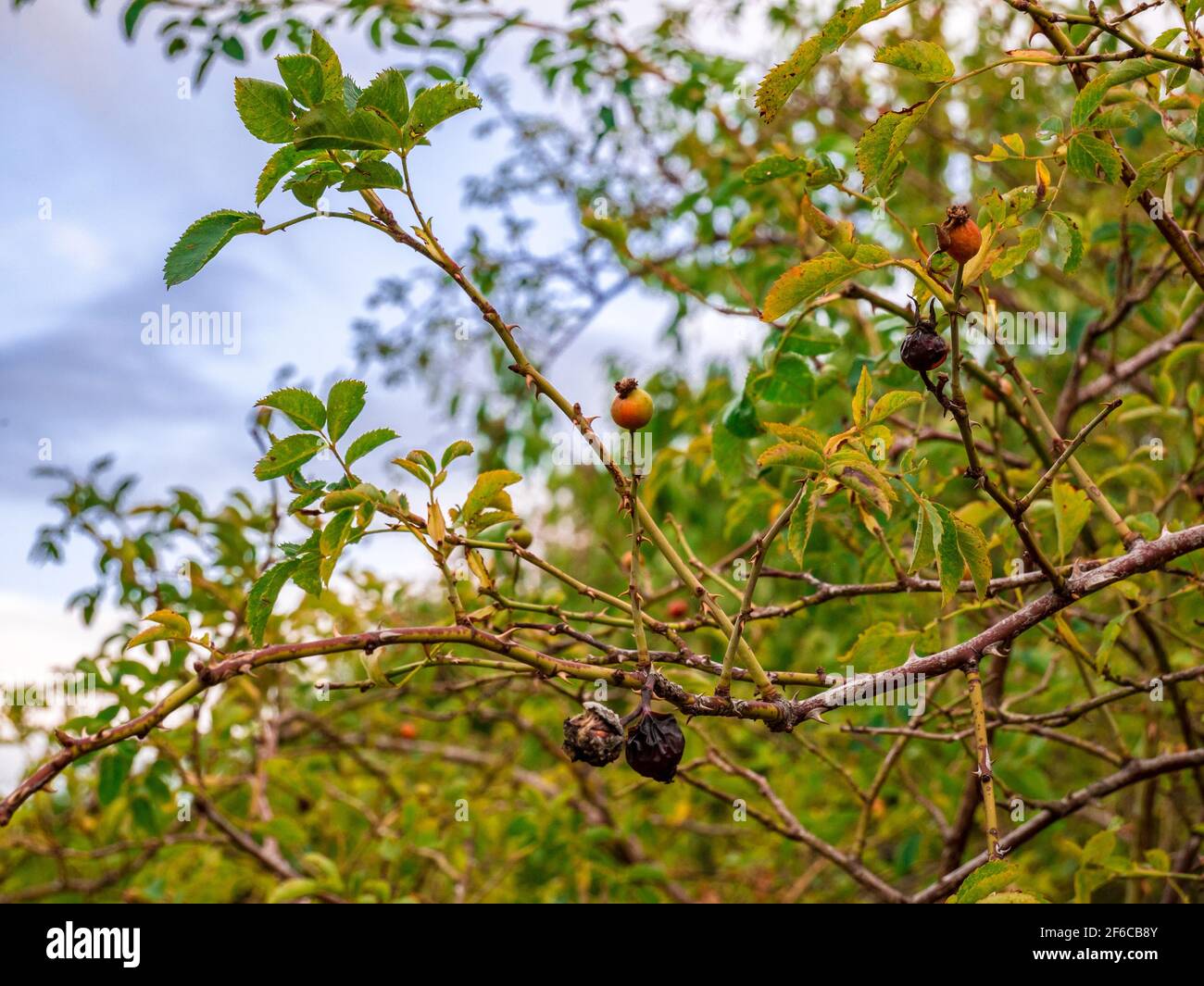 Ramoscello di cespugli di rosa con vecchi bacche di rosa appassita, contro un cielo nuvoloso offuscato sullo sfondo. Foto Stock