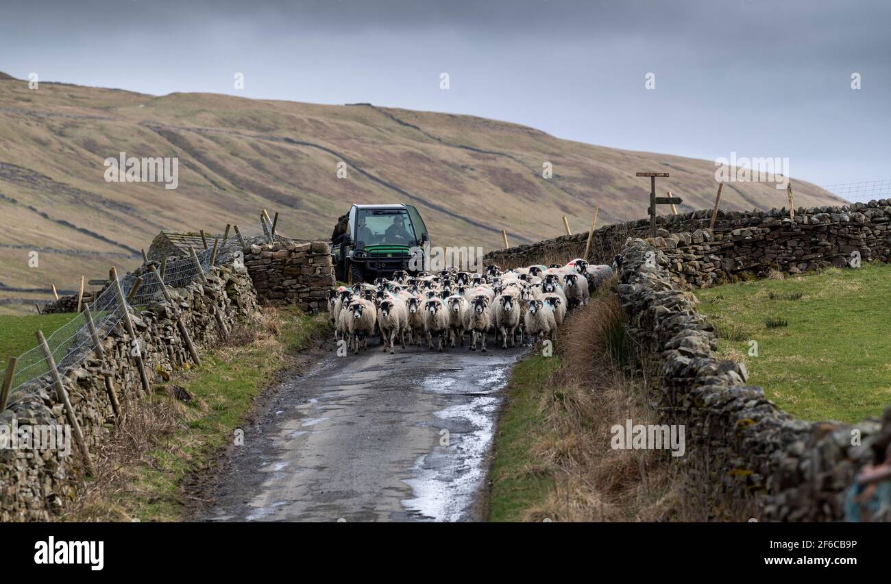 Allevatore che guida gregge di pecore lungo la stretta corsia di paese, in primavera, vicino Hawes, Wensleydale Foto Stock