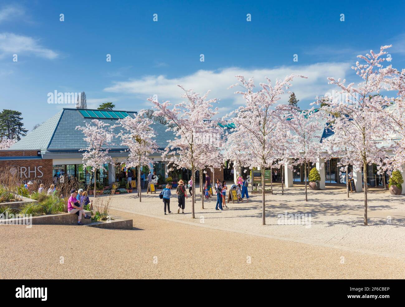 Ingresso RHS Wisley con alberi di ciliegio in fiore. Foto Stock