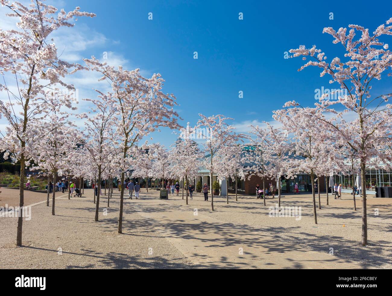 Ingresso RHS Wisley con alberi di ciliegio in fiore. Foto Stock