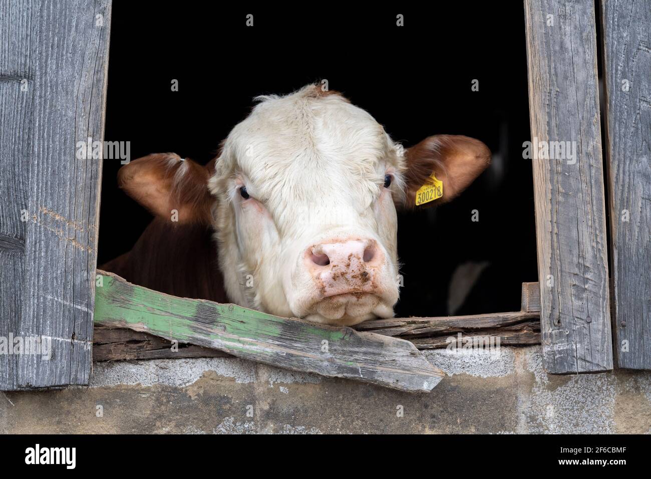 Simmental bull guardando attraverso la finestra capannone, North Yorkshire, Regno Unito. Foto Stock