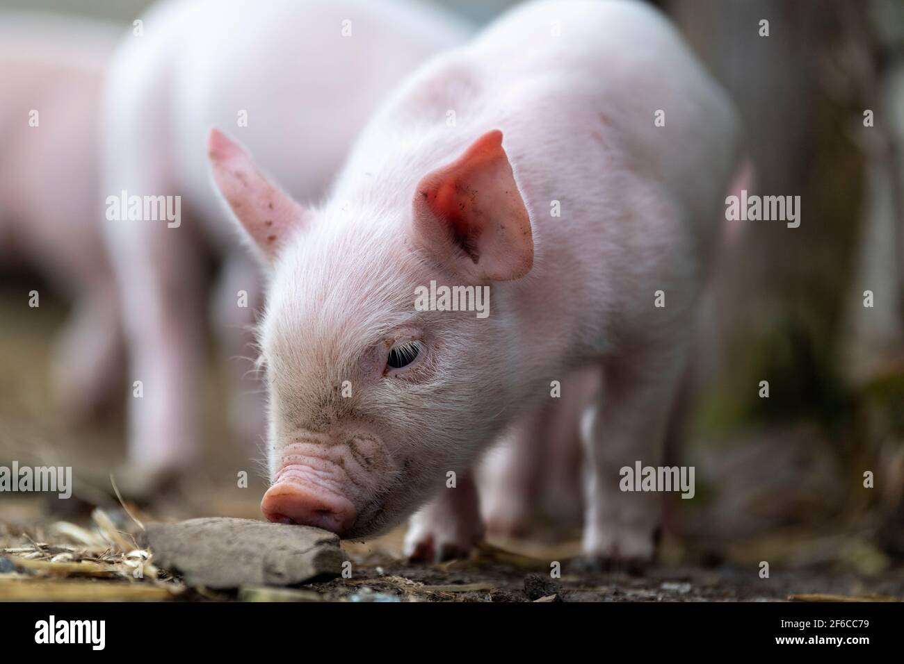 Giovani maialini liberi che guardano fuori sotto la porta alla loro penna. North Yorkshire, Regno Unito. Foto Stock
