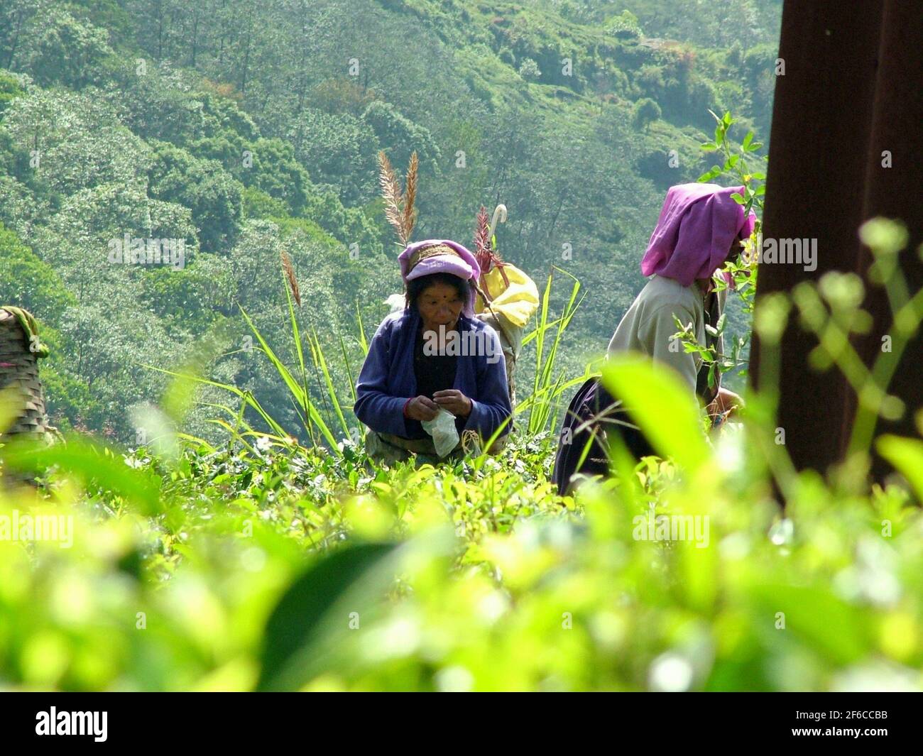 INDIA: SIKKIM TEA PICKERS Foto Stock