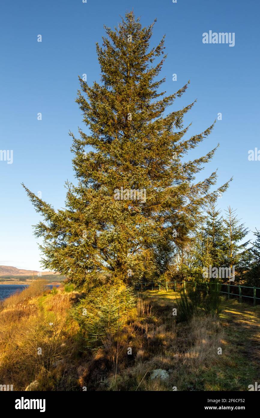 Un albero di conifere di abete sitka sulle rive di Clatteringshaws Loch al sole d'inverno, Dumfries e Galloway, Scozia Foto Stock