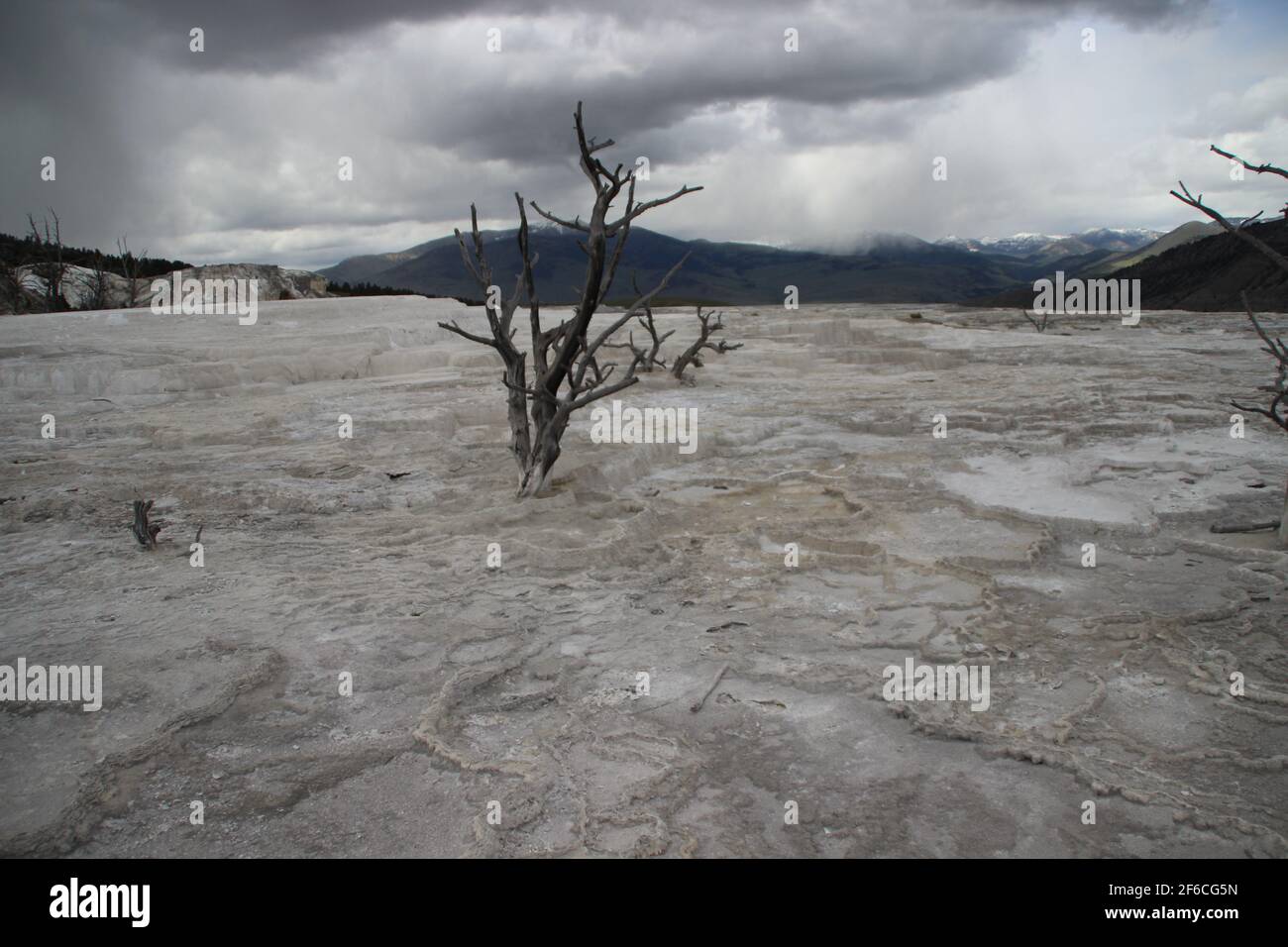 Dead Tree - Yellowstone Nationalpark Foto Stock