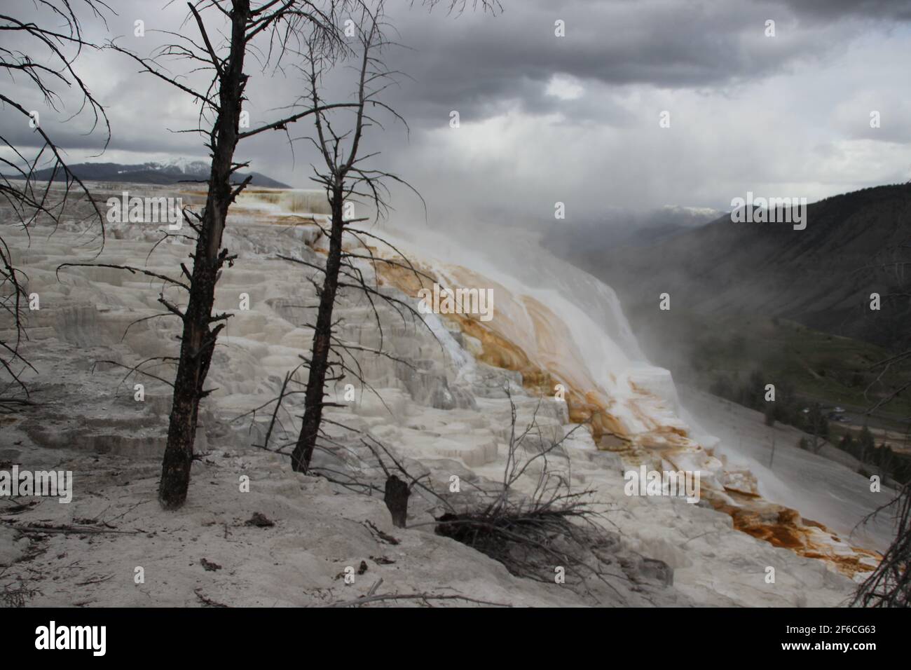 Nebbia tra alberi morti - Yellowstone Nationalpark Foto Stock