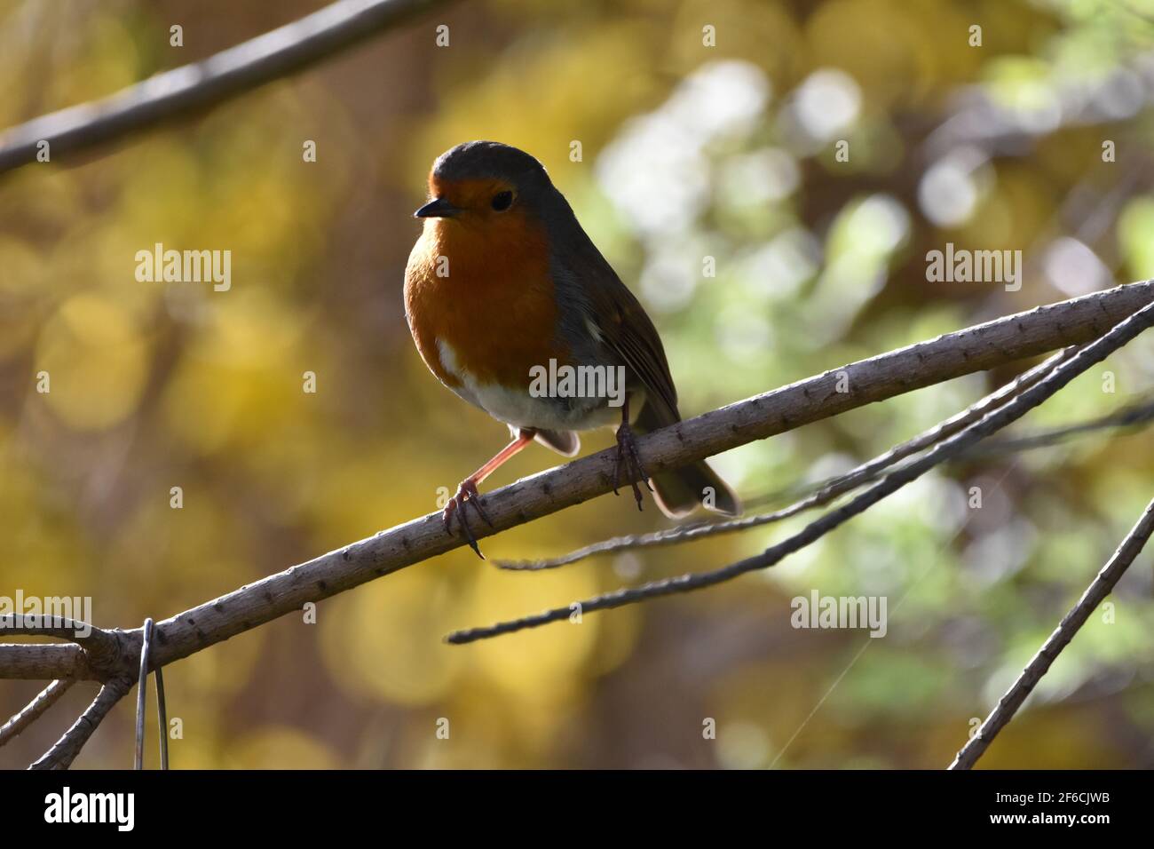 Un Robin arroccato su un ramo con un bel bokeh sfondo Foto Stock