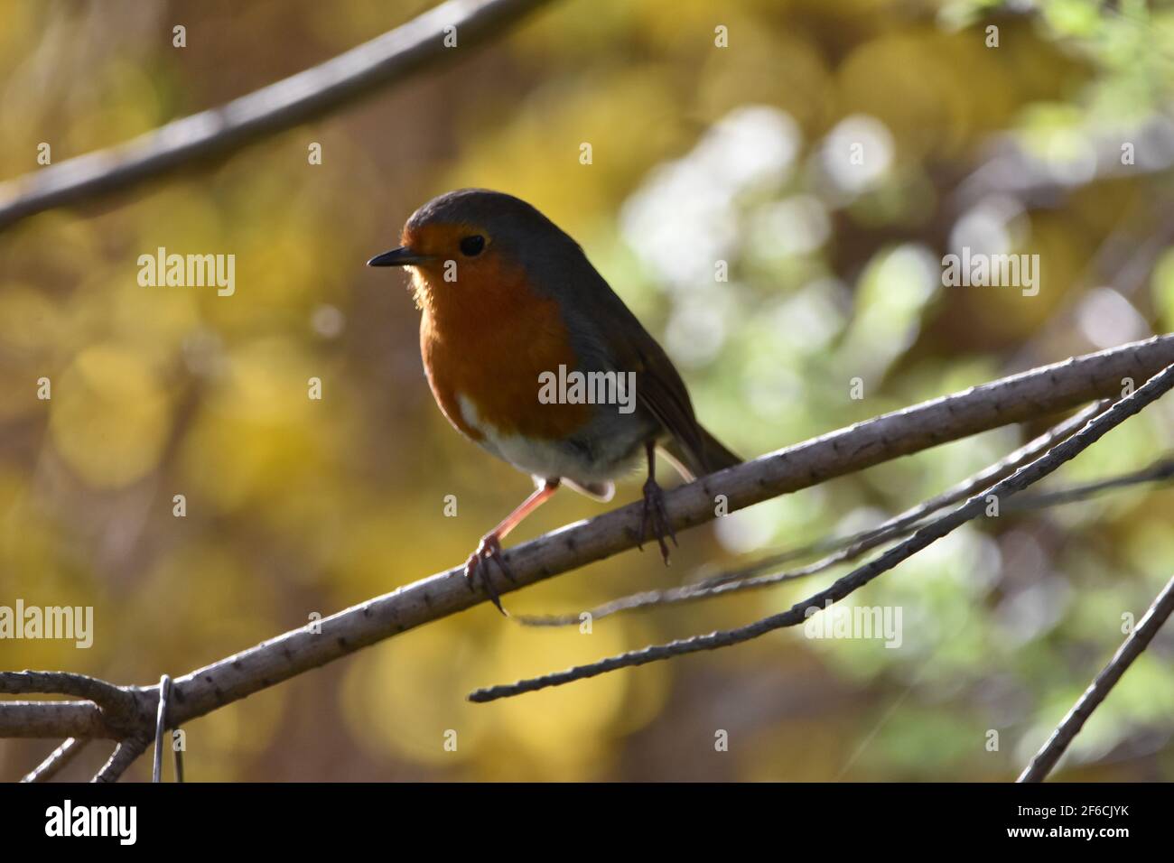 Un Robin arroccato su un ramo con un bel bokeh sfondo Foto Stock