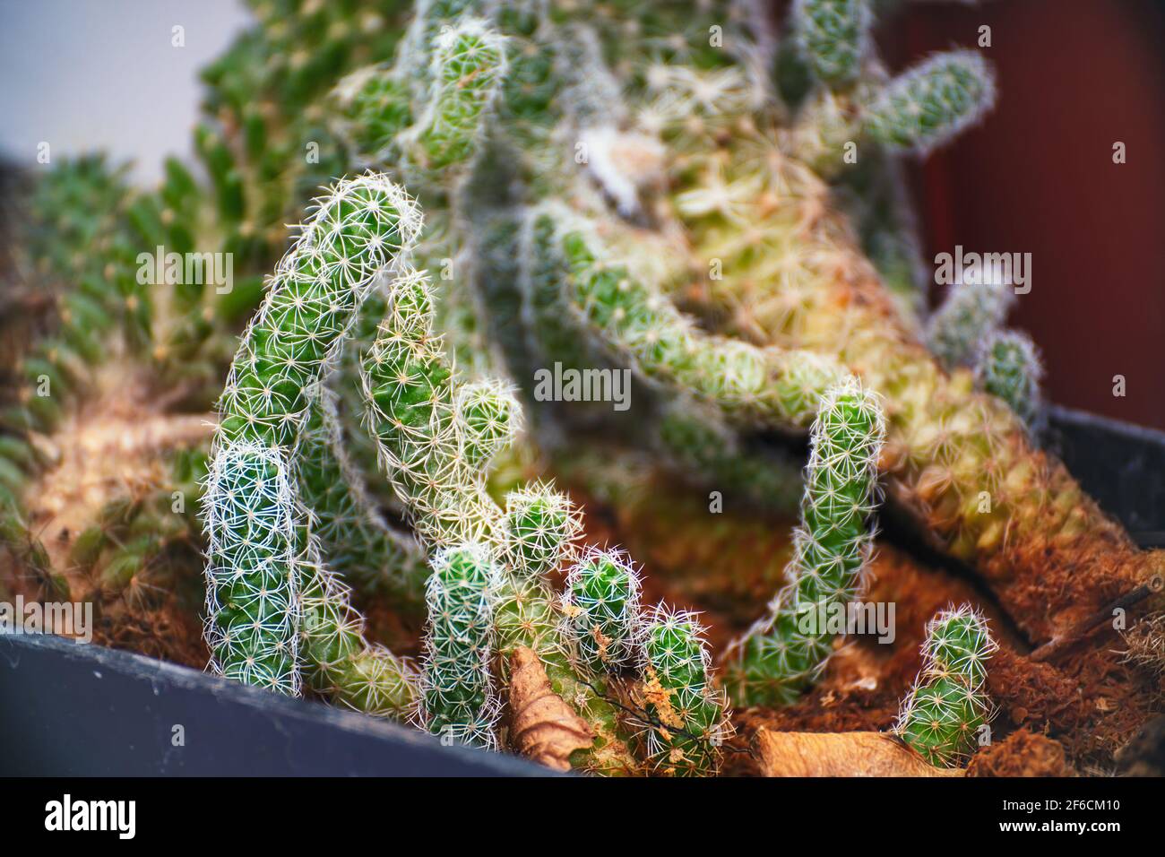 Piccolo cactus di houseplant prickly Mammillaria gracilis su un fondo naturale. Messa a fuoco selettiva Foto Stock