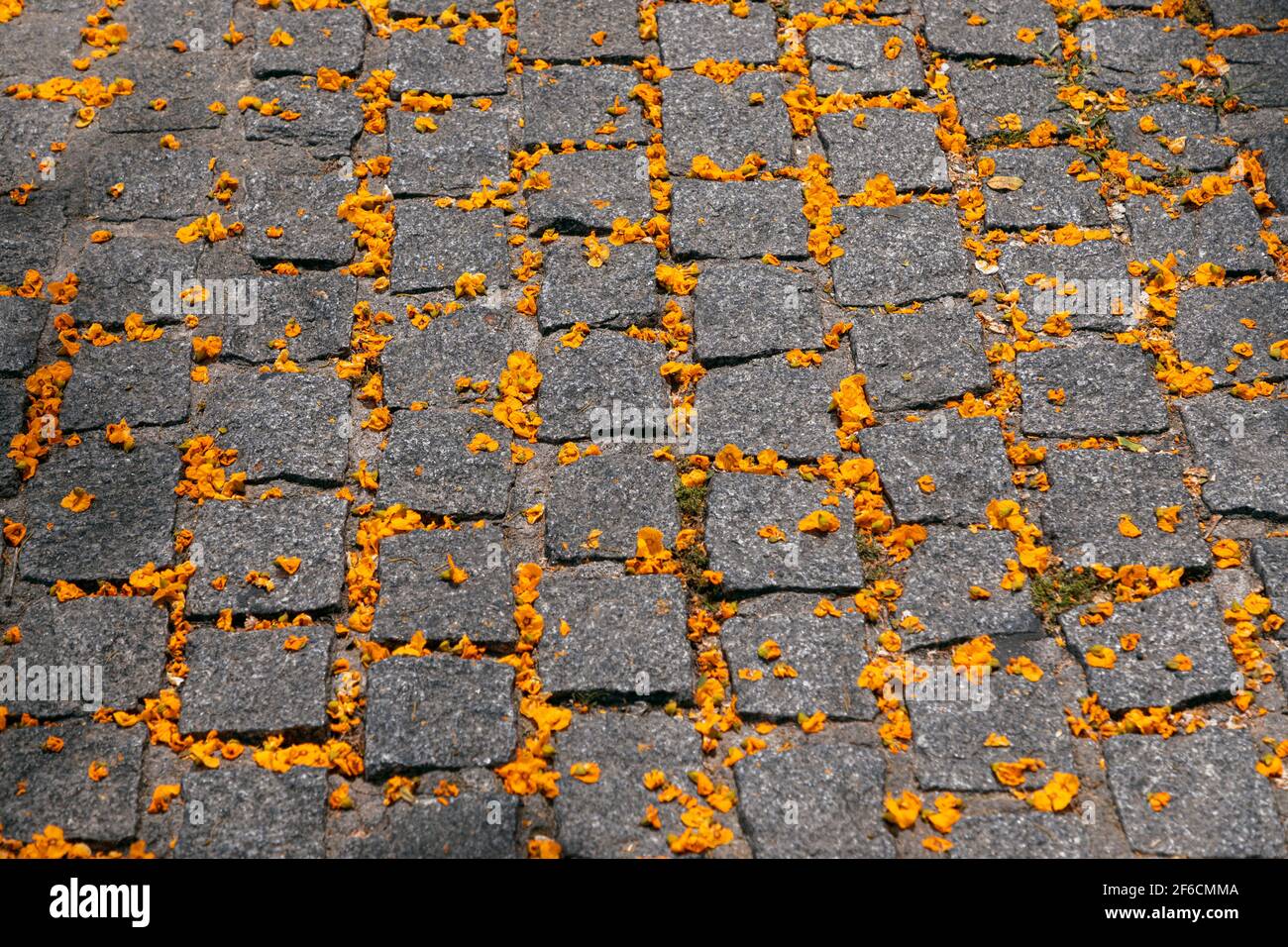 Pietre per pavimentazione con fiori gialli. Fiori primaverili sulla strada Foto Stock