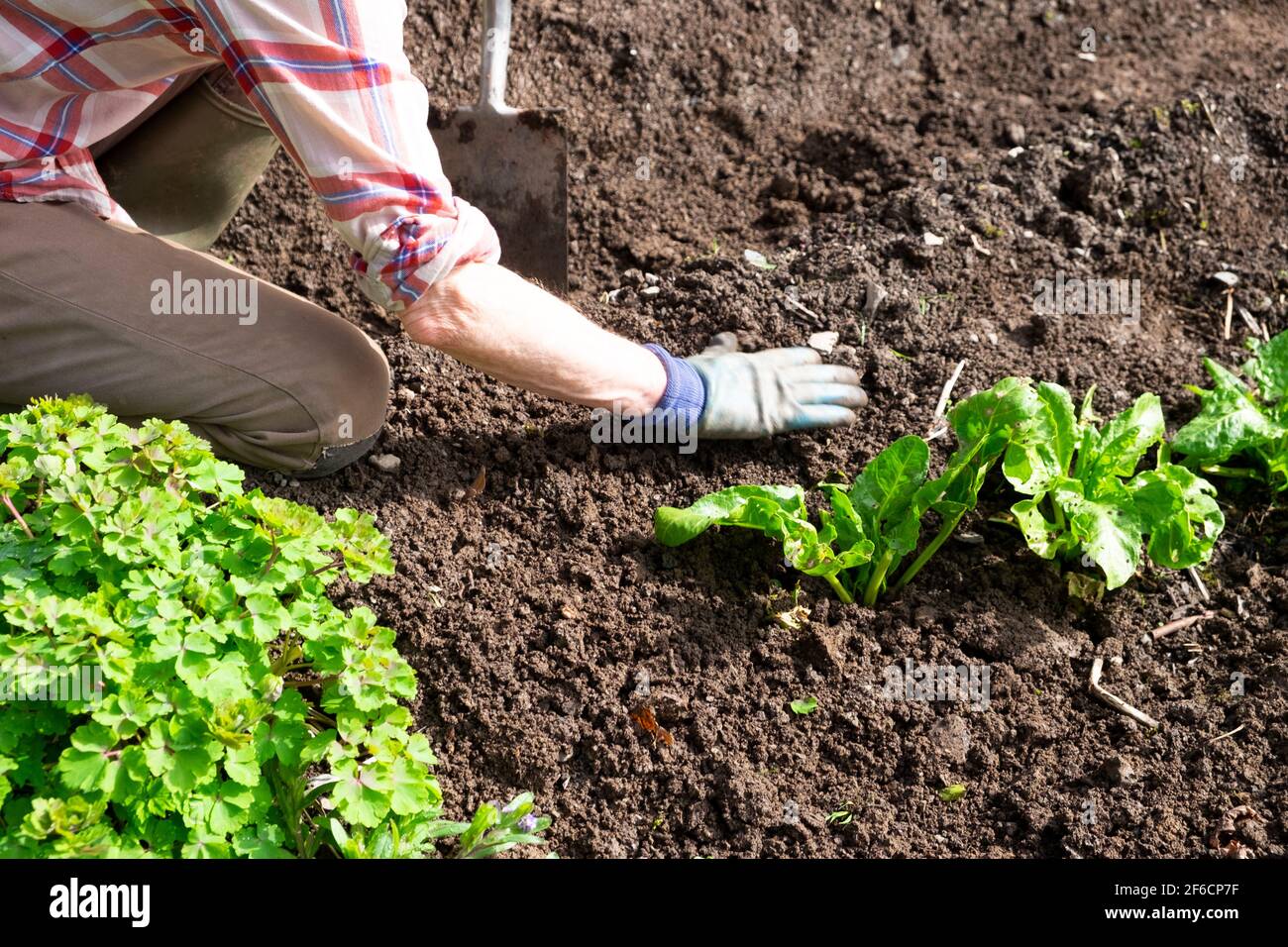 Mano braccio donna più anziana nel guanto di giardinaggio che allaccia le lattughe piante di spinaci su terreno da giardino appena scavato in primavera Carmarthenshire Galles UK KATHY DEWITT Foto Stock
