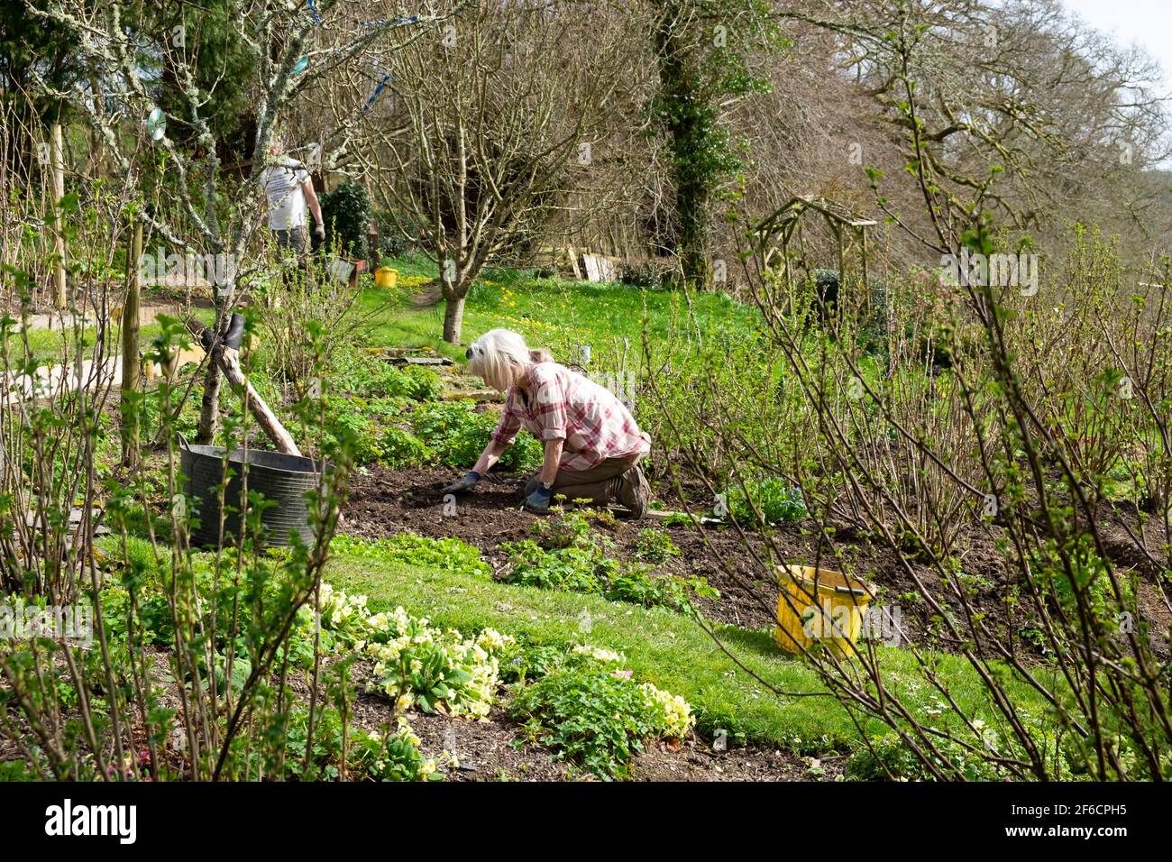 Coppia anziana uomo donna persone in giardino di frutta e verdura Giardinaggio in primavera marzo erbacce preparando letti per piantare Galles REGNO UNITO KATHY DEWITT Foto Stock