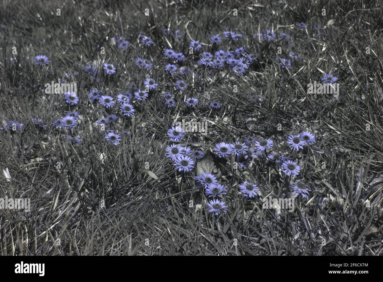 Fiori visti sotto la luce ultravioletta solo dove alcuni fiori margherita riflettete l'energia luminosa mentre altri primula la assorbono e appaiono in nero Foto Stock