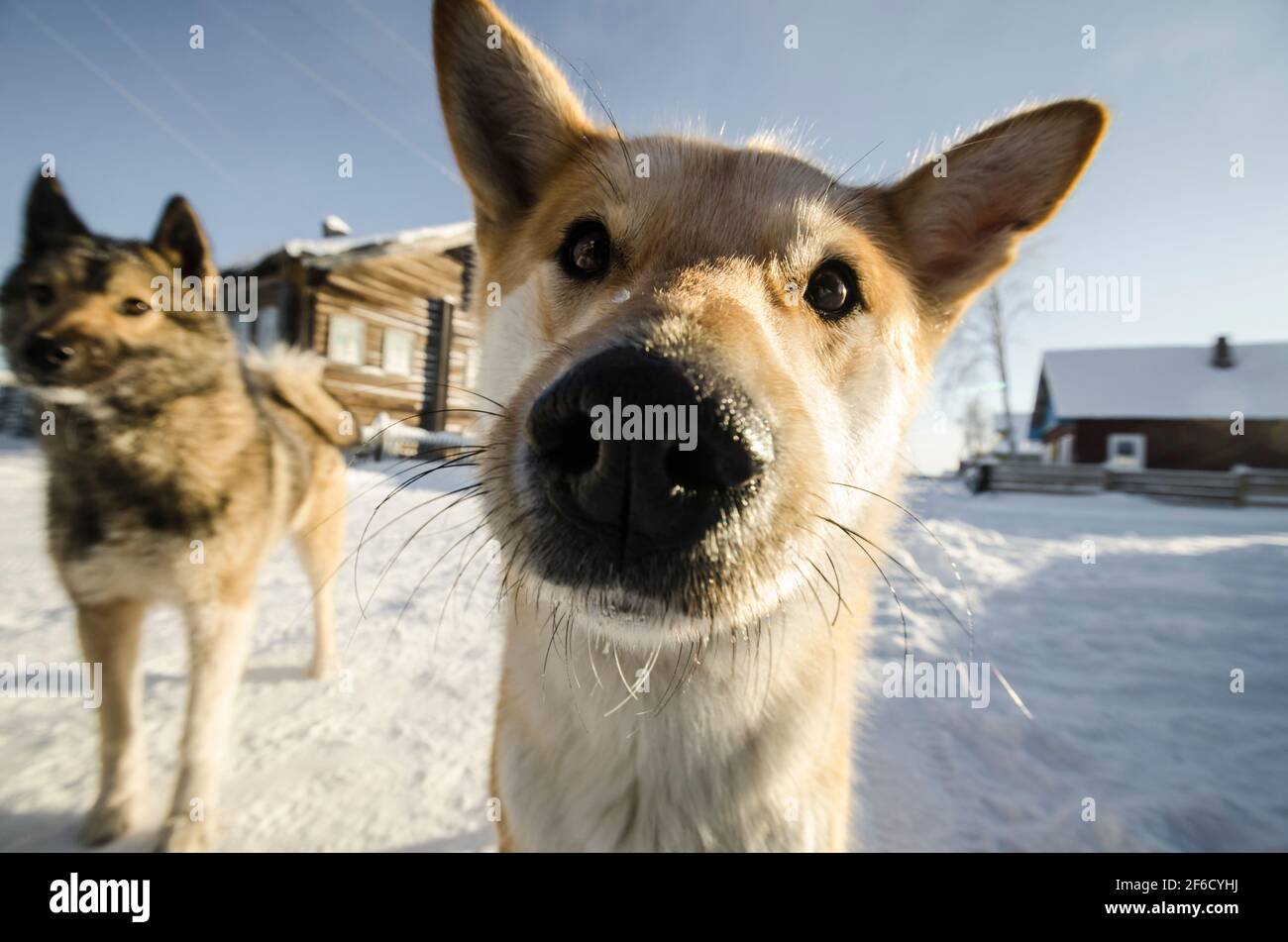 Cani da campagna. Cani carini con grandi nasi Foto Stock